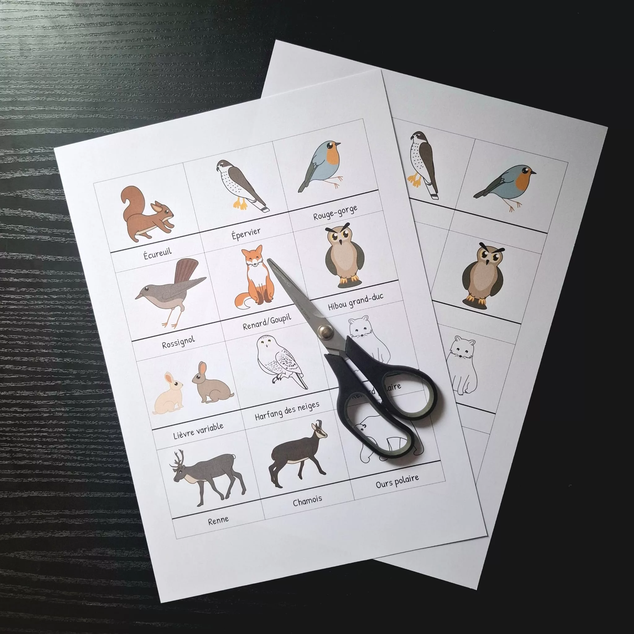 Pack - Pictogrammes  animaux d'Europe