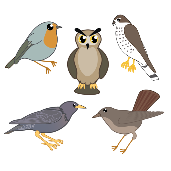 Pictogrammes oiseaux européens